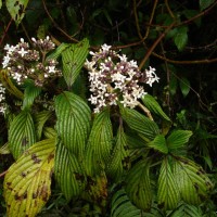 Hedyotis dendroides Alston